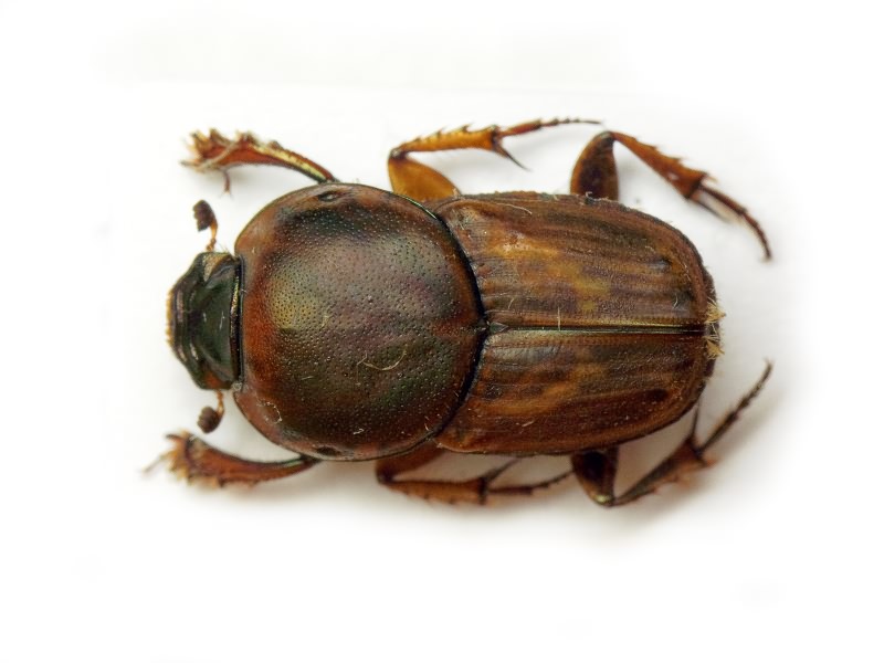 Euoniticellus fulvus (Goeze, 1777)